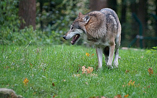 Specjalne fladry pomogą rolnikom chronić zwierzęta przed wilkami